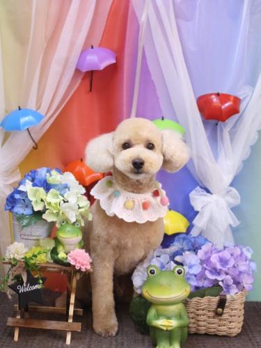 20230623モコくん